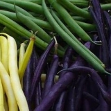 Grah šparoga snježna devojka